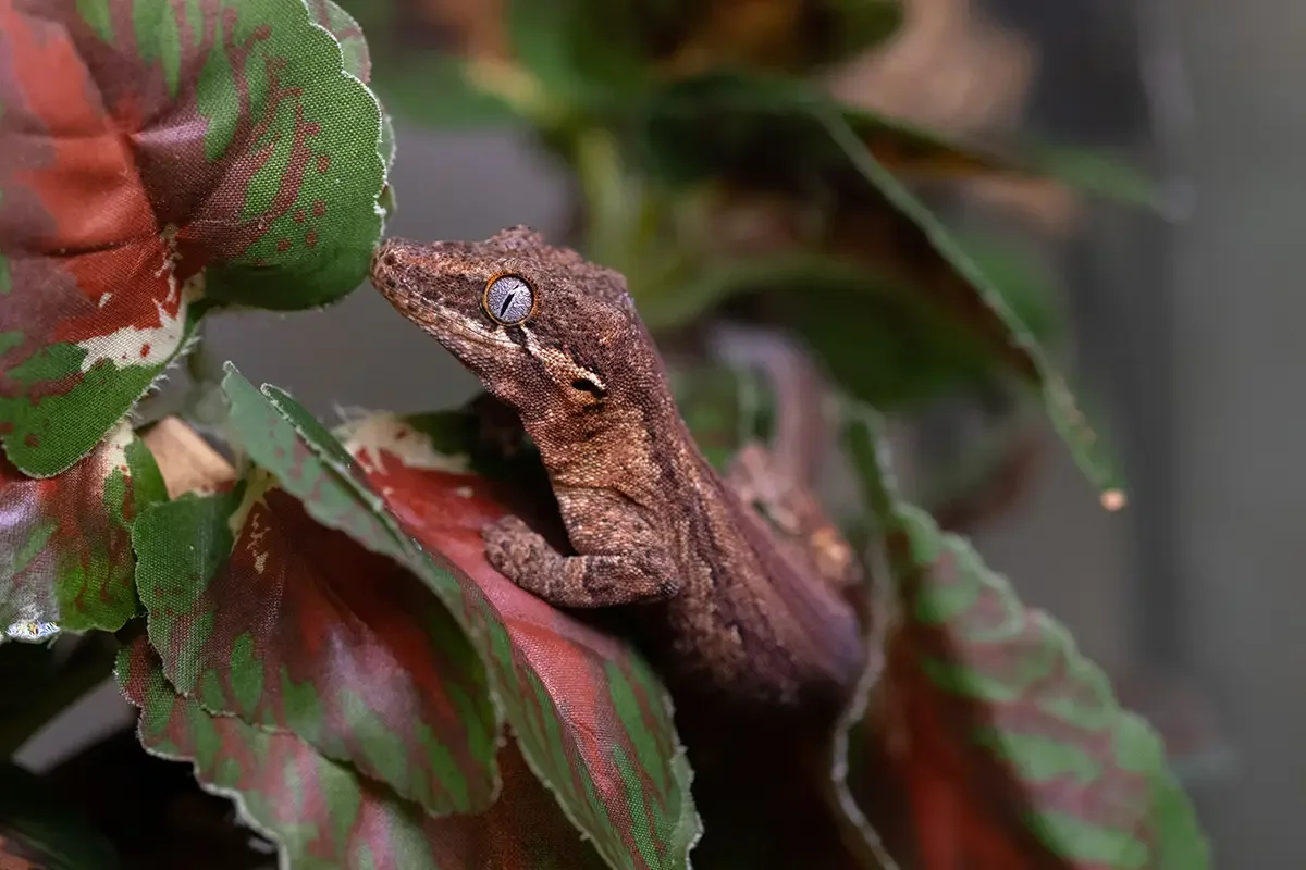 Hewitt Reptile Emporium, business photo 2