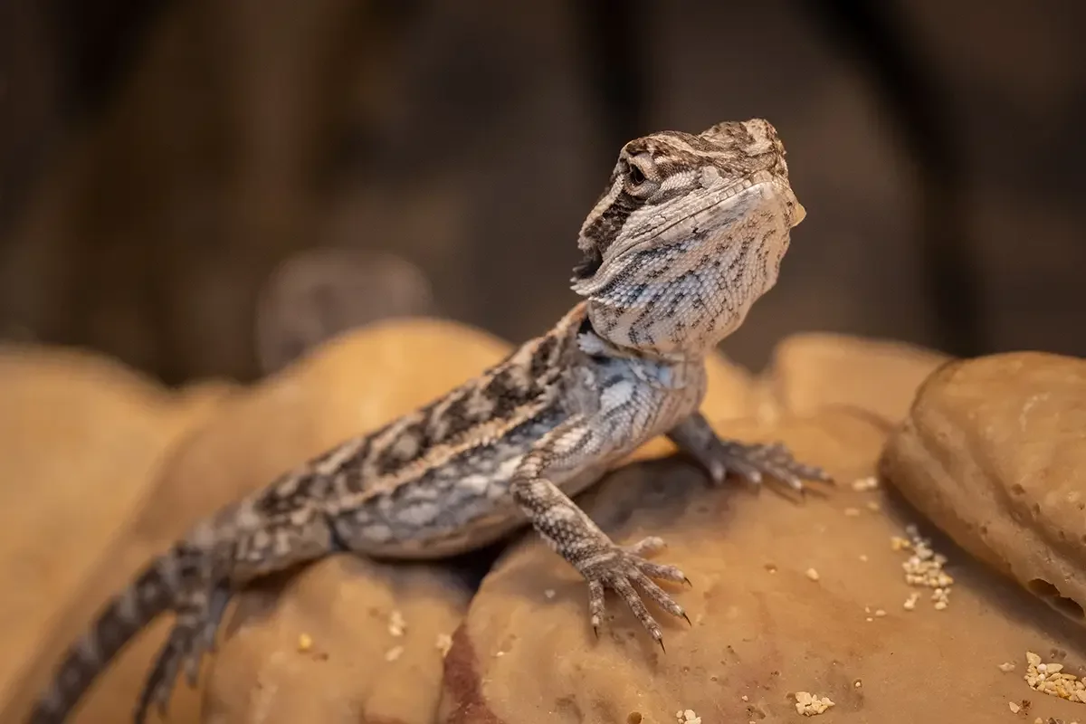 Hewitt Reptile Emporium, business photo 3